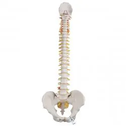 Classic Flexible Spinal Column