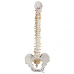 Classic Flexible Spinal Column
